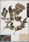 Foto von Salix cinerea L. x Salix nigricans Sm.